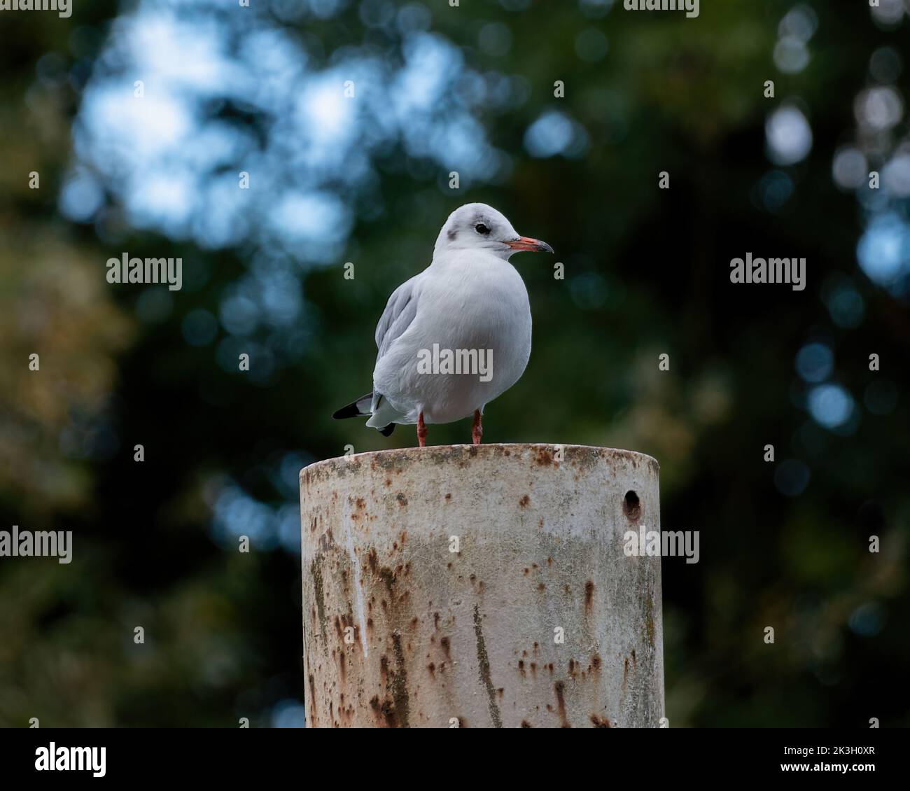 Black headed gull standing on a metal pole Stock Photo