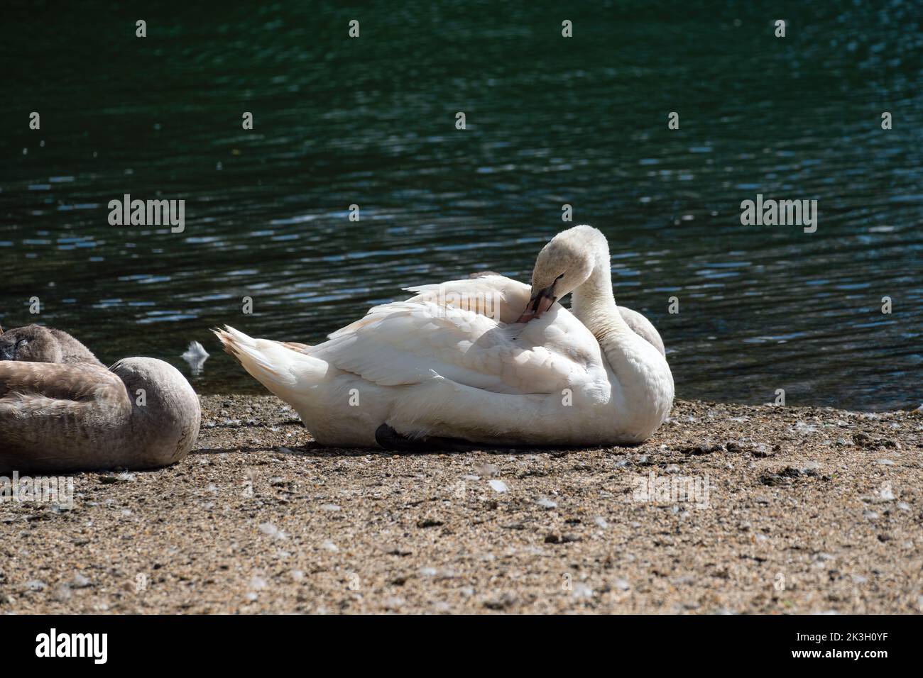 Mute Swan prenning its feathers on the banks of a river Stock Photo