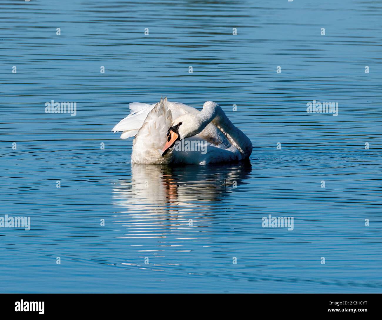 Mute Swan prenning its feathers while swimming in a lake Stock Photo