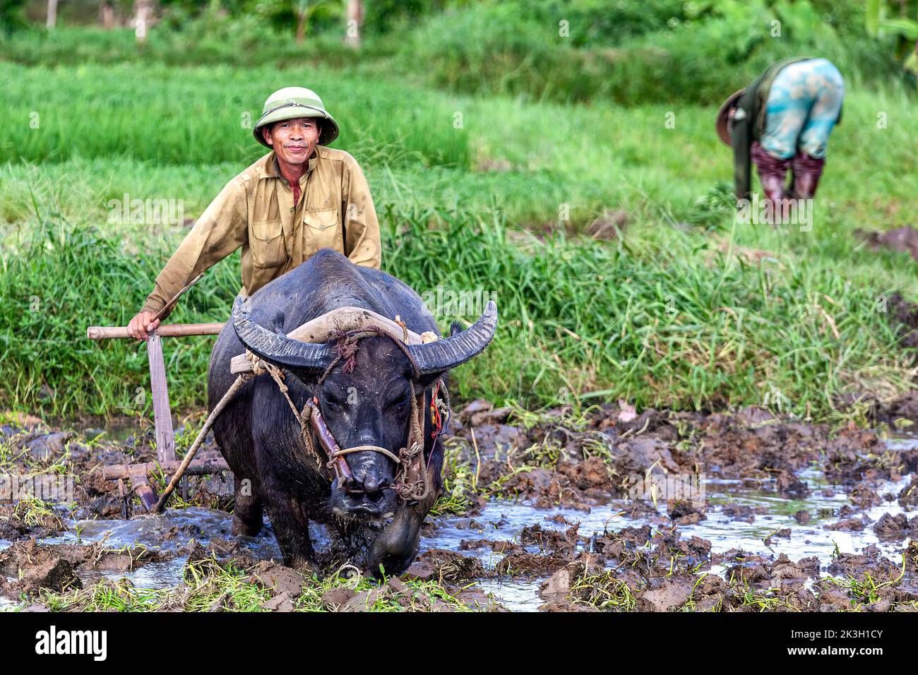 Farmer with water buffalo pulling plough through rice paddy, rural Hai Phong, Vietnam Stock Photo