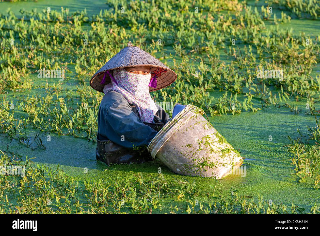 Vietnamese farmer in deep water sowing seeds in flooded rice paddy, Hai