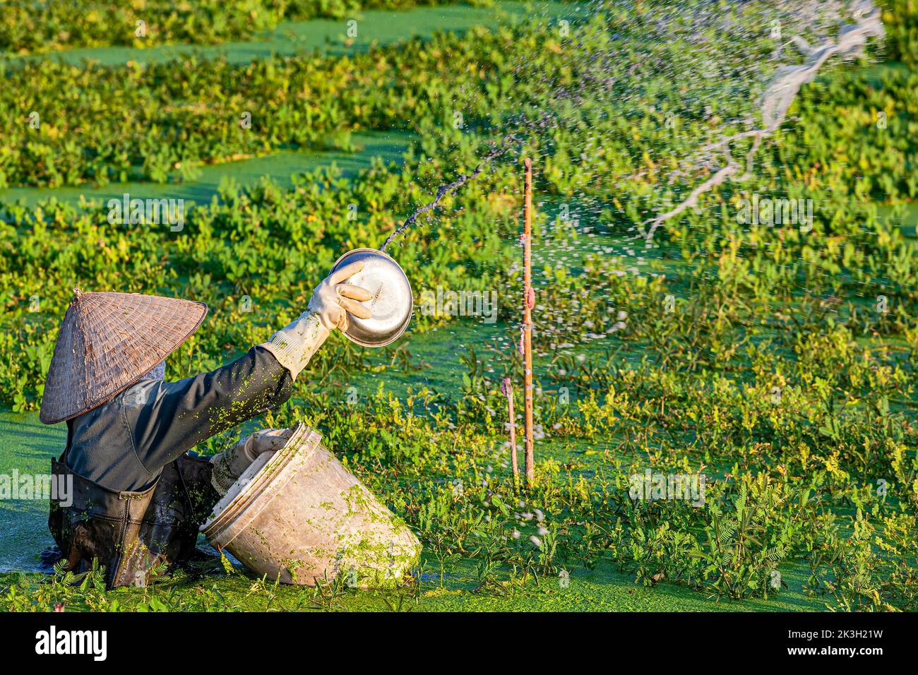 Vietnamese farmer in deep water sowing seeds in flooded rice paddy, Hai