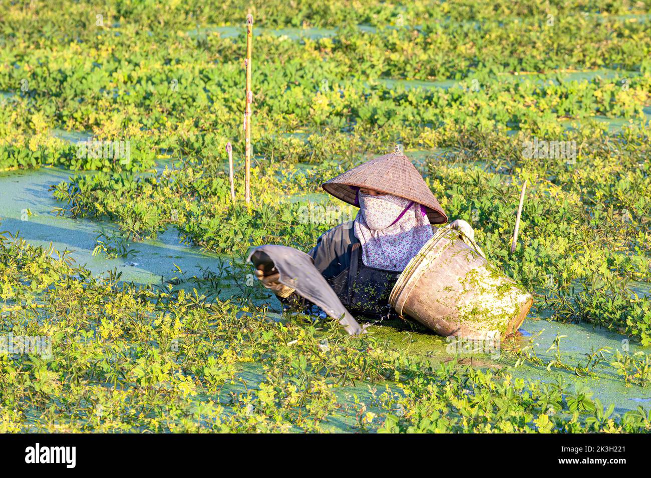 Vietnamese farmer in deep water sowing seeds in flooded rice paddy, Hai