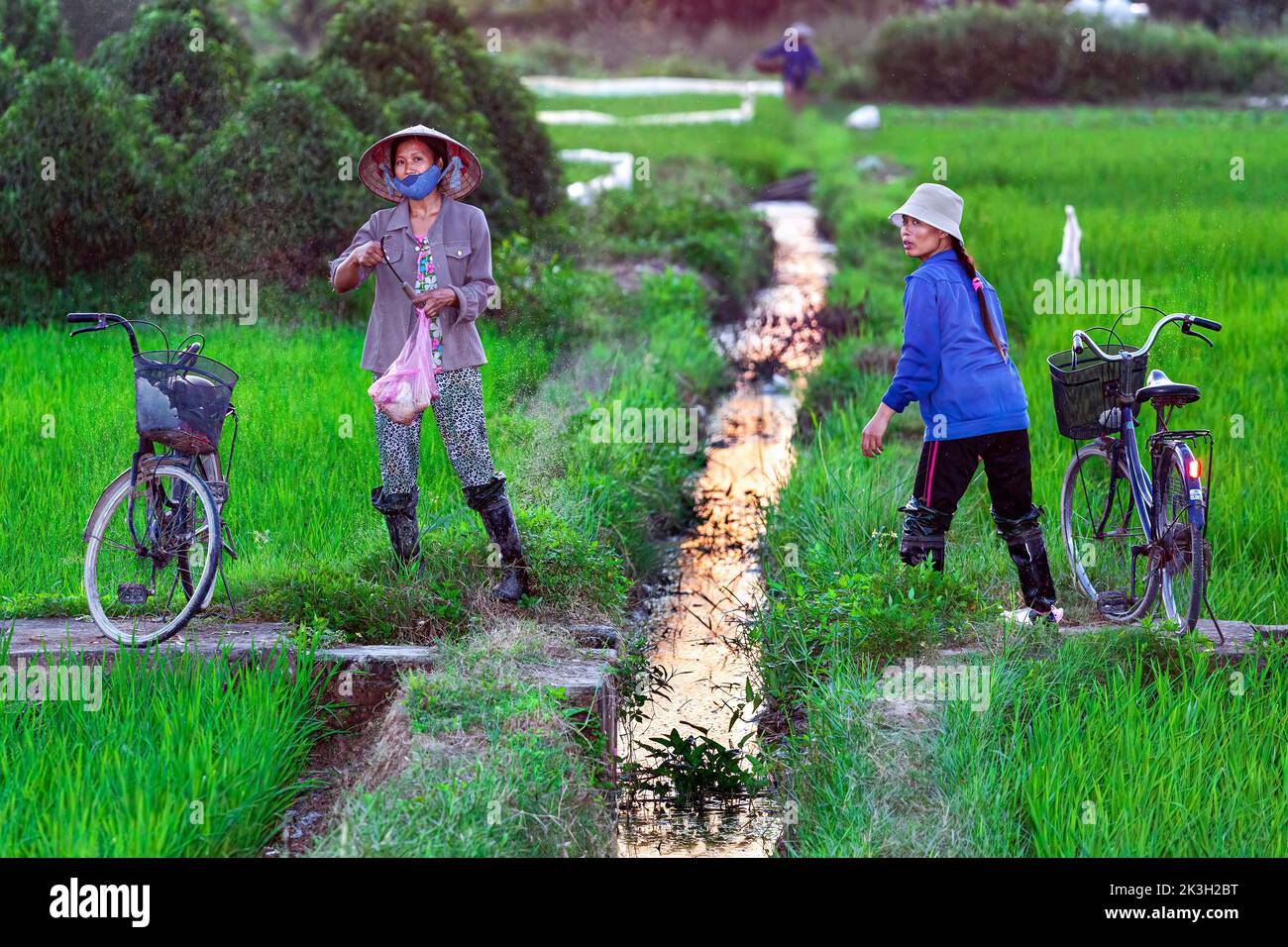 Vietnamese farm workers and bicycle in rice paddy, evening, Hai Phong, Vietnam Stock Photo