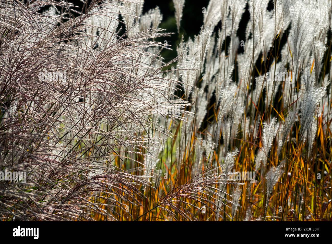 Feathery seed-heads, Sunlight, Flame Grass, Miscanthus sinensis, Eulalia, Seed heads, Shining, Panicles, Seedheads Stock Photo