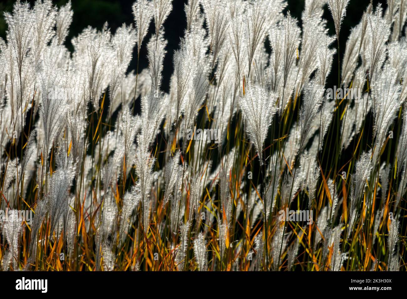 Autumn Red Miscanthus, Miscanthus purpurascens Feathery seed-heads, Ornamental, Grass Panicles Flame Grass, Miscanthus sinensis, Perennial in sunshine Stock Photo