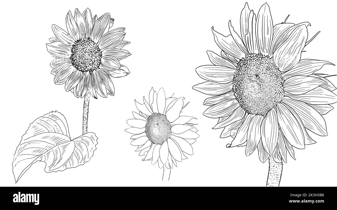 150 Black And White Sunflower Tattoo Illustrations RoyaltyFree Vector  Graphics  Clip Art  iStock