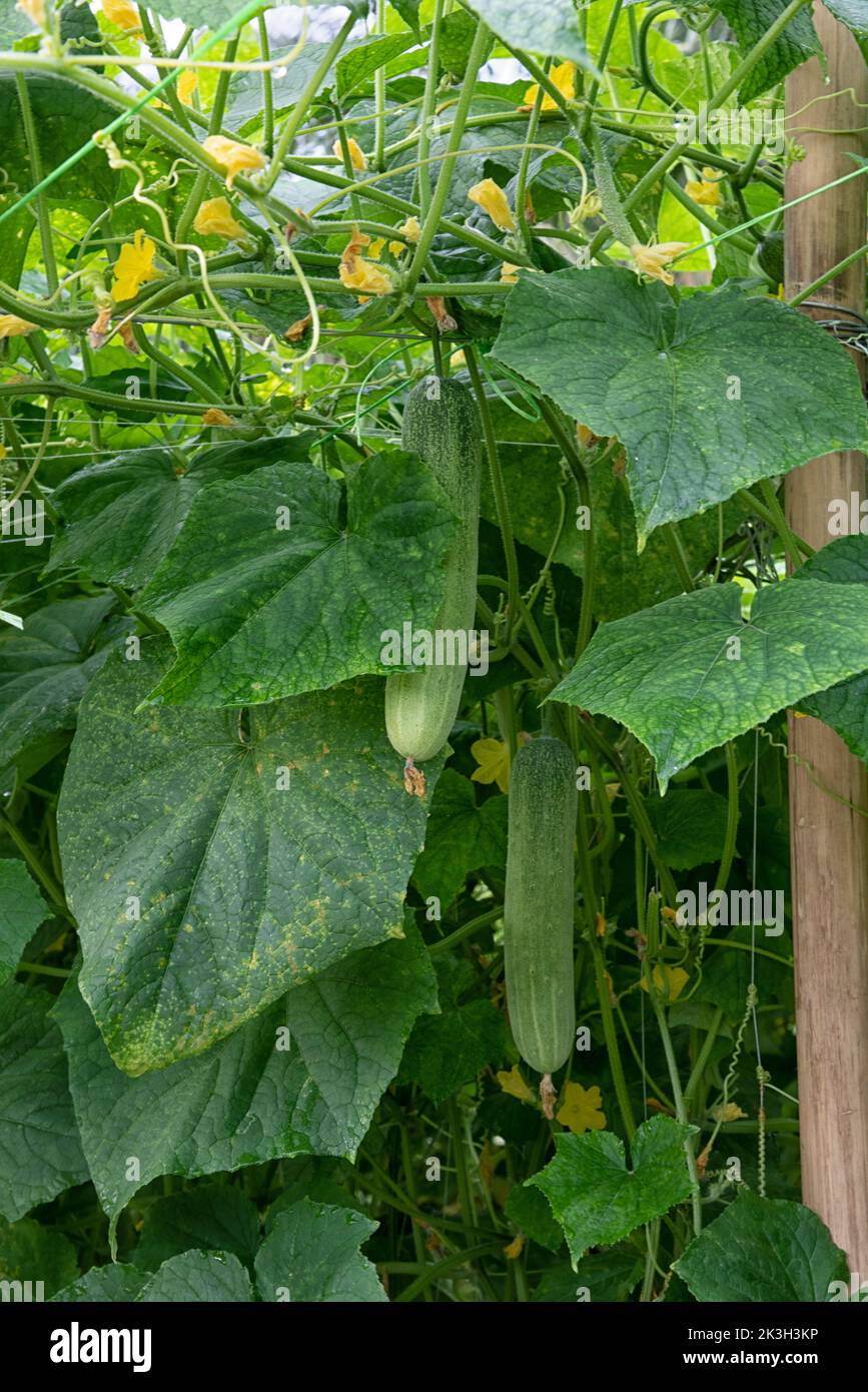 beautiful greenery photograph scene of the cucumber or bitter gourd