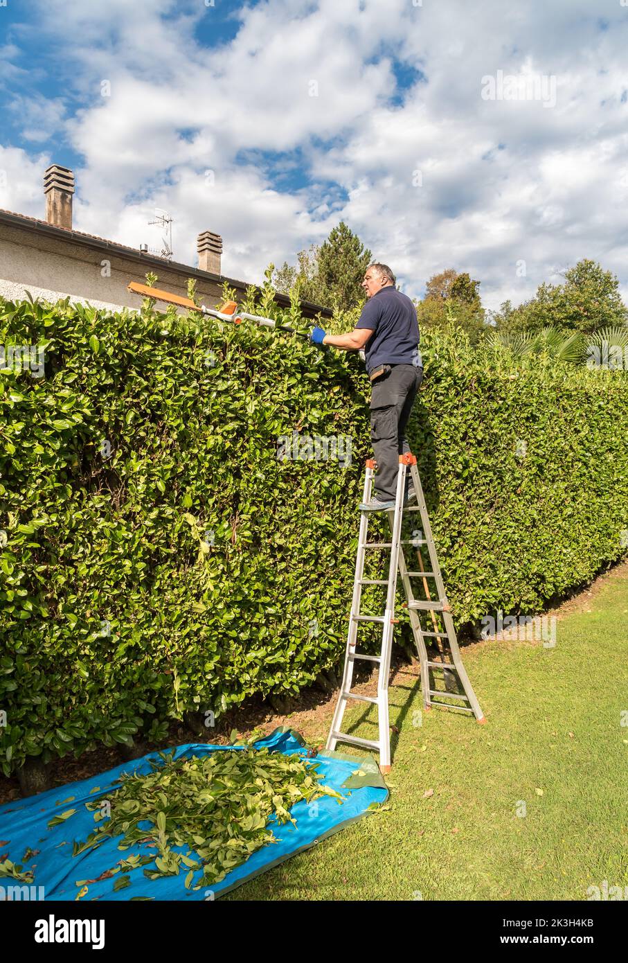 Mature man cuting hedge with an electric hedge trimmer in the garden. Stock Photo