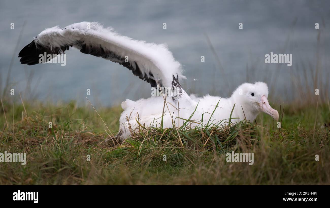Fluffy Royal Albatross chick stretching its wings, Otago Peninsula, New Zealand. Stock Photo
