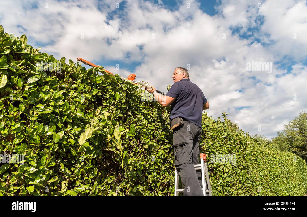 Mature man cuting hedge with an electric hedge trimmer in the garden. Stock Photo
