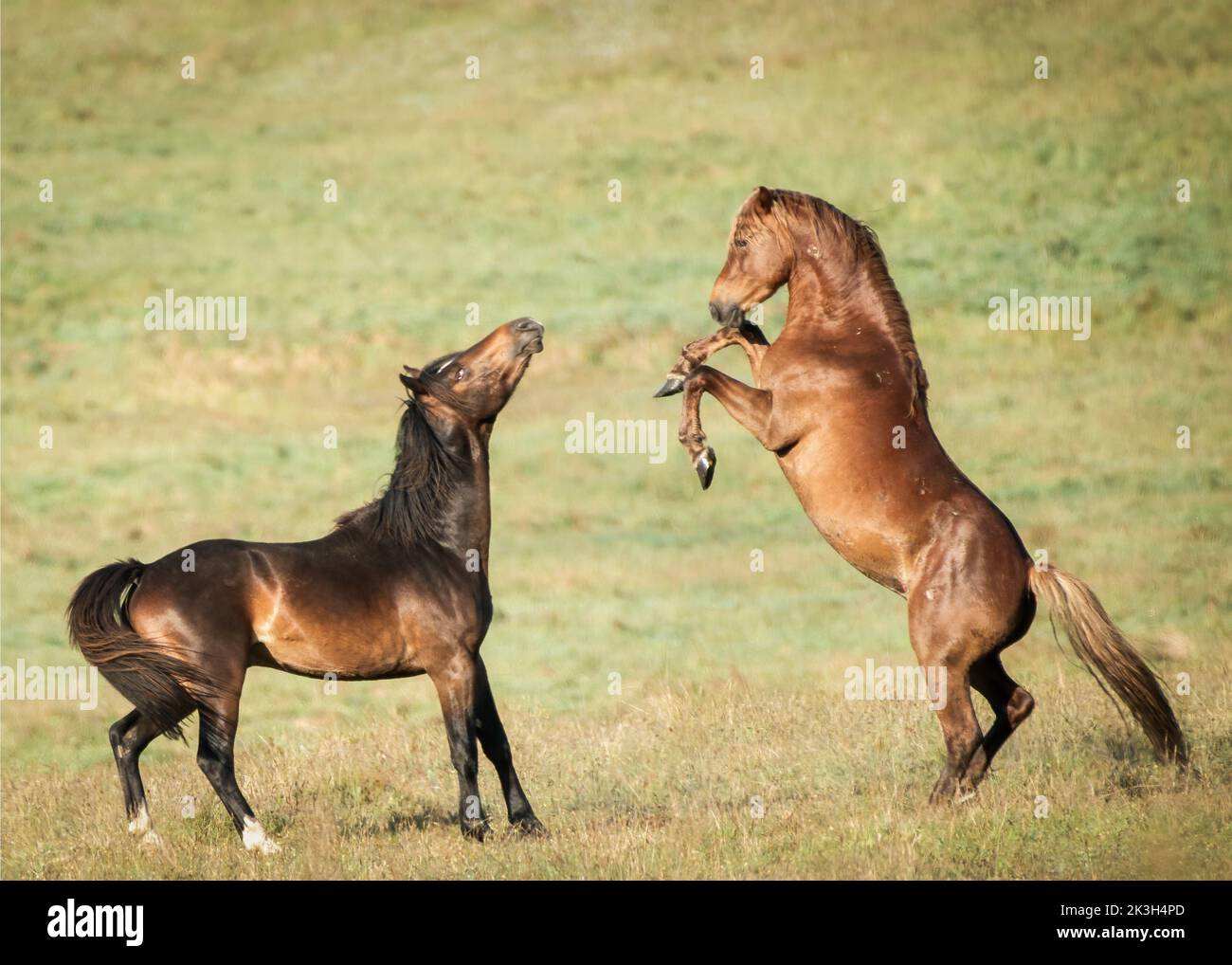 Two Kaimanawa wild horses fighting on the green hills of mountain ranges. New Zealand. Stock Photo