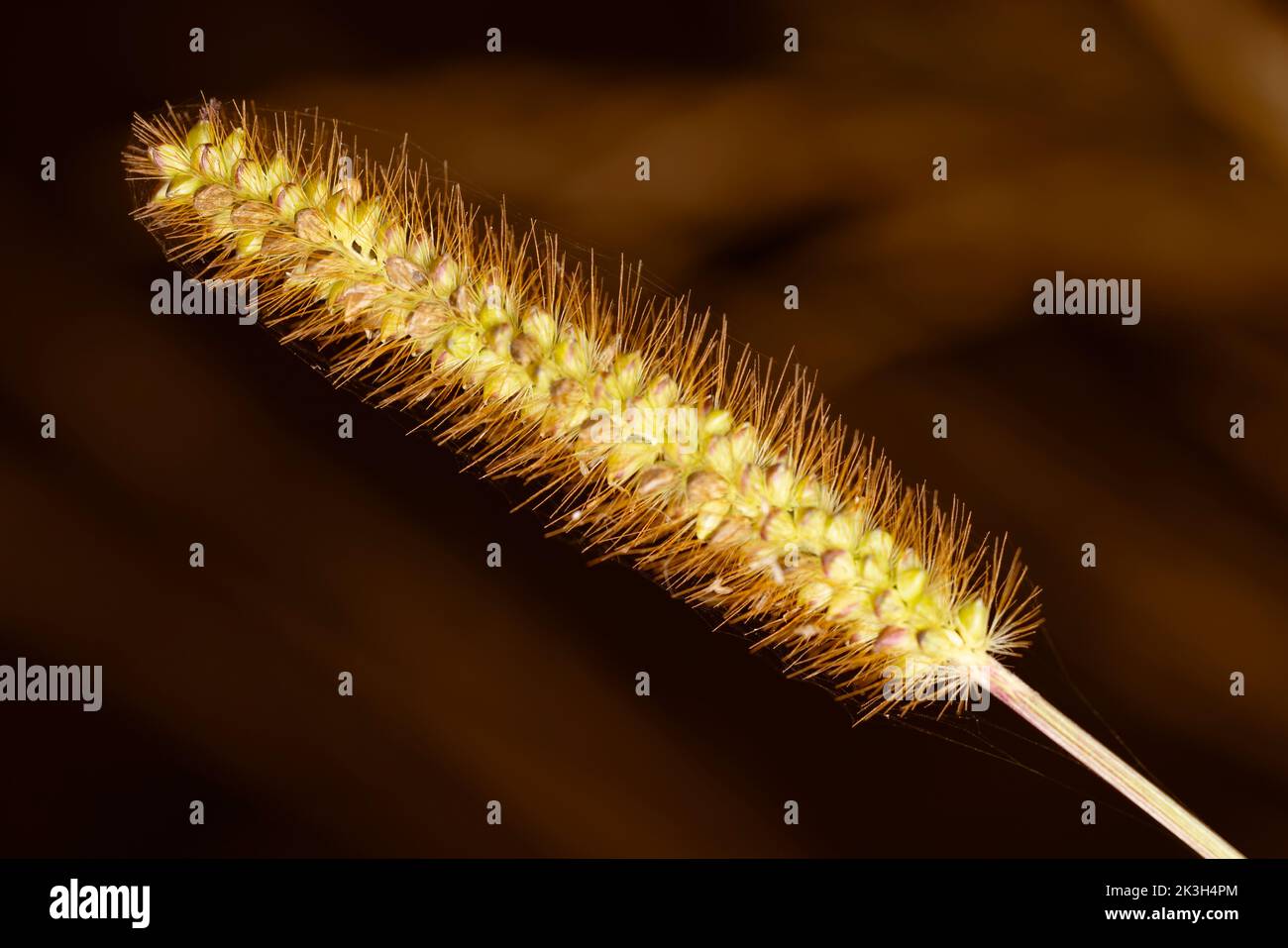 Sweet macro of single yellow foxtail (bristle grasses) with golden brown background. Nature picture, herbal, flower Stock Photo