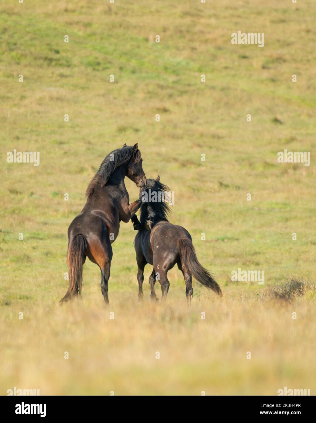 Two horses no people hi-res stock photography and images - Page 9 - Alamy