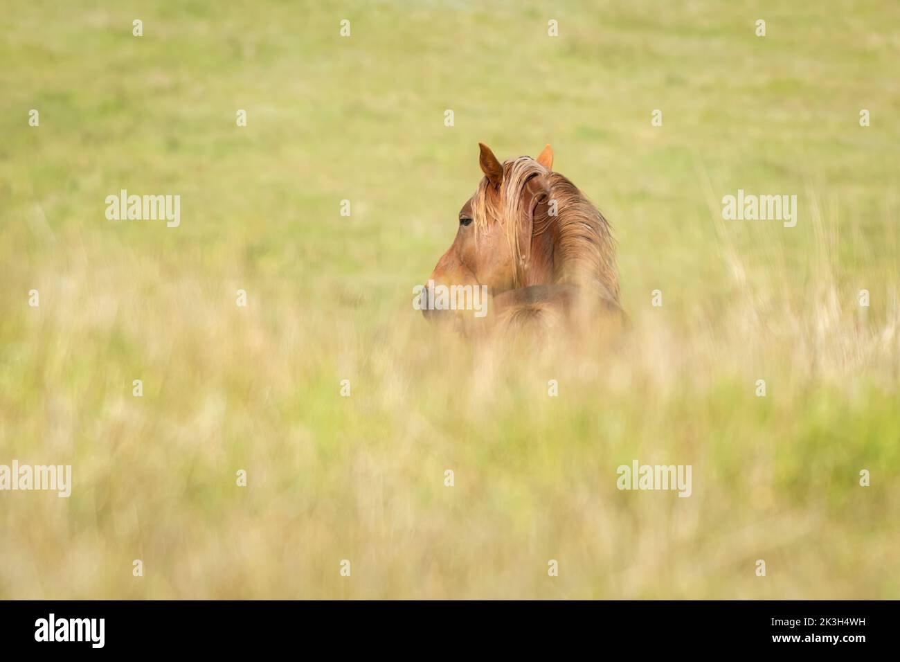 Kaimanawa wild horse looking back, standing among outoffocus tall