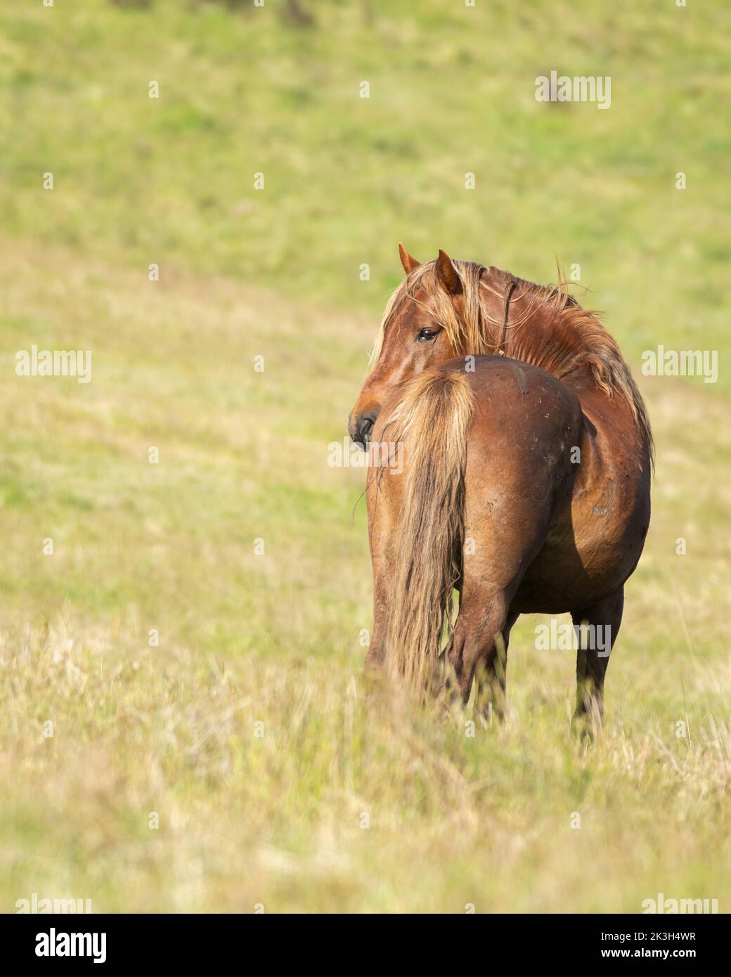 Kaimanawa wild horse standing among grasses. New Zealand. Vertical