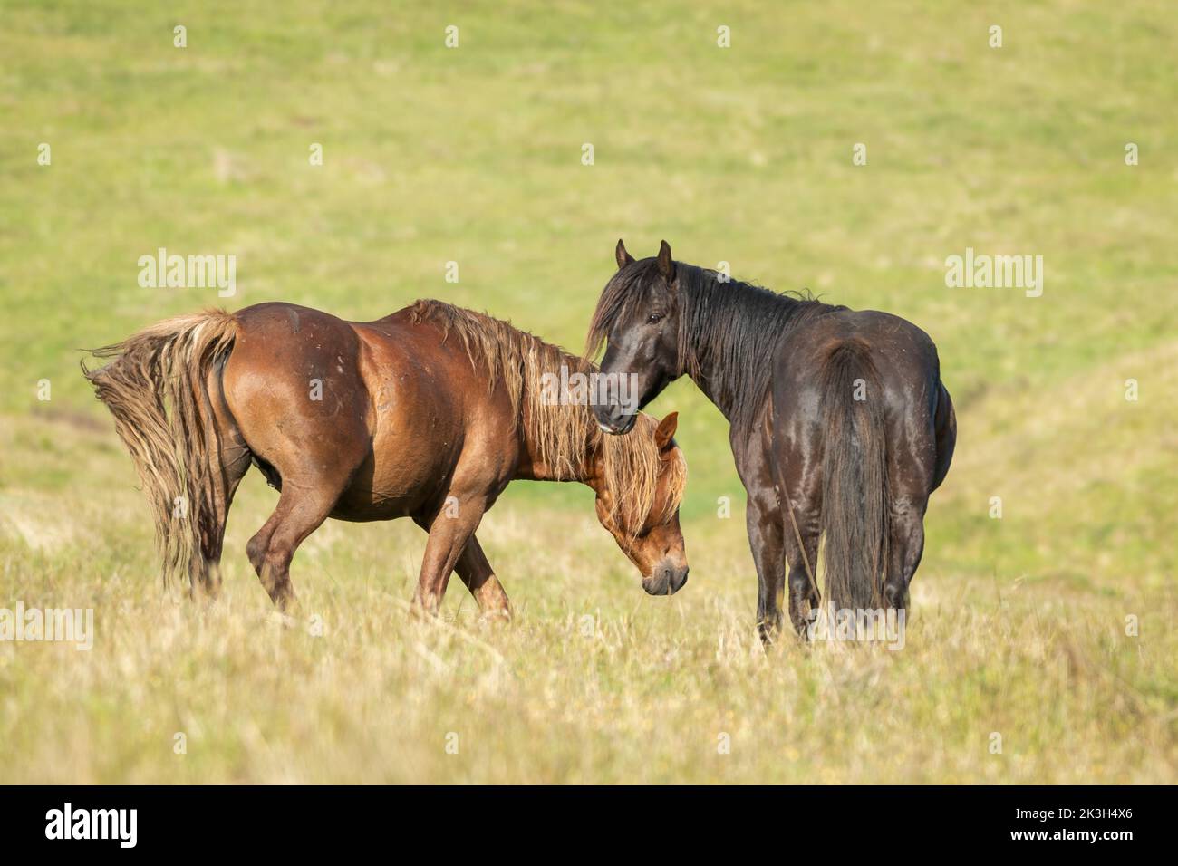 Kaimanawa wild horses standing on the green hills of mountain ranges. New Zealand. Stock Photo