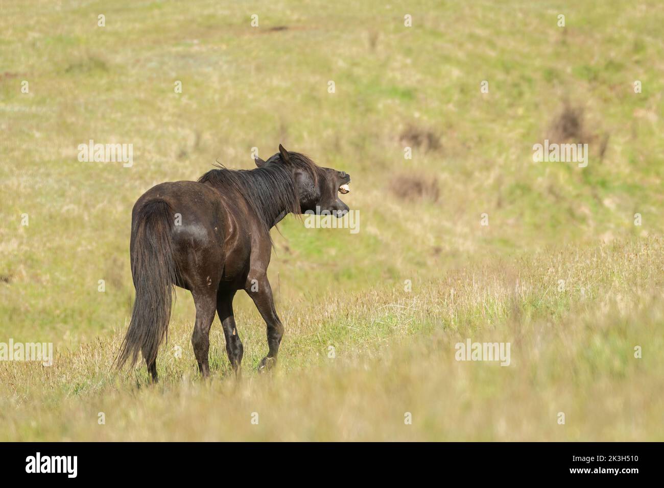 Kaimanawa wild horse yawning and showing its white teeth. New Zealand. Stock Photo