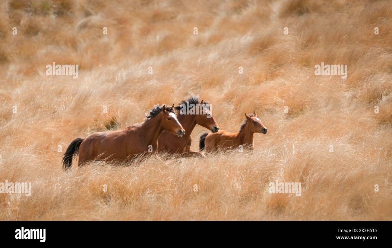 Wild Kaimanawa horses galloping on the golden tussock grassland. New Zealand. Stock Photo
