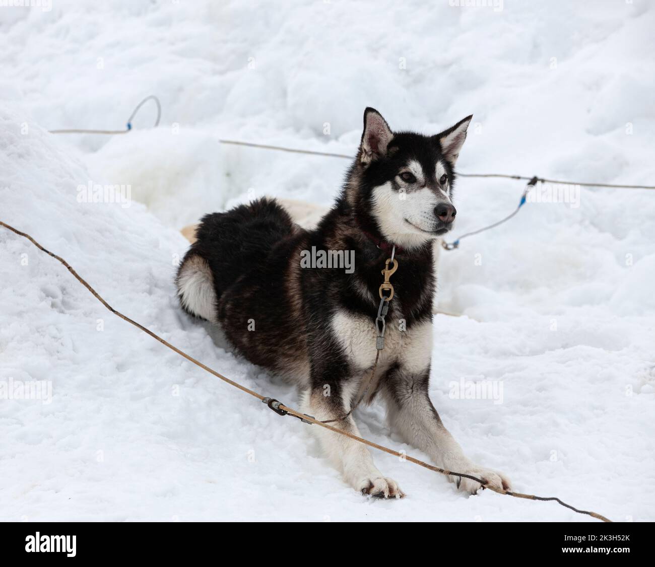 The Siberian Husky dog lies on the snow in light day Stock Photo - Alamy