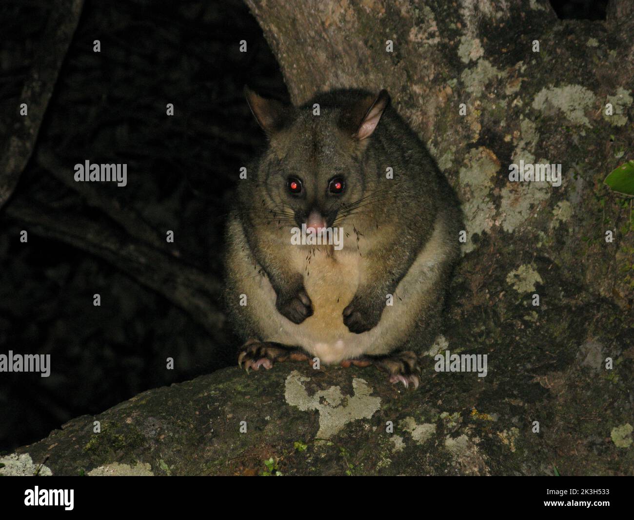 The common brushtail possum . The North West Circuit. Stewart island
