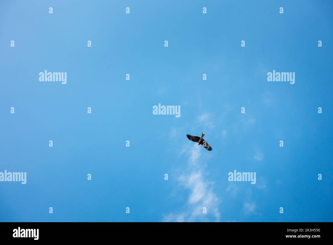 A solo black kite (Milvus migrans) flying in an open blue sky with its wings wide open. Uttarakhand india Stock Photo