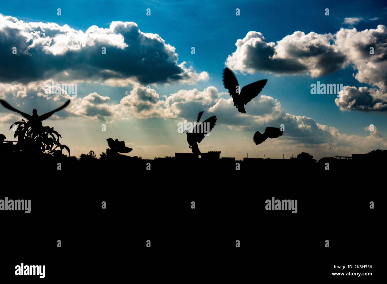 Artistic Silhouette of flying Pigeons with blue sky with white clouds in the background. Uttarakhand India. Stock Photo
