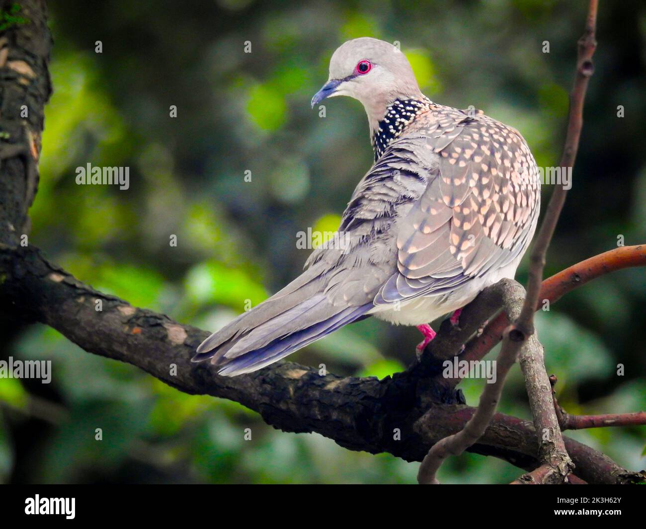 The spotted dove (Spilopelia chinensis) sitting on a tree branch with visible full body in the himalayan Forest. Uttarakhand India Stock Photo
