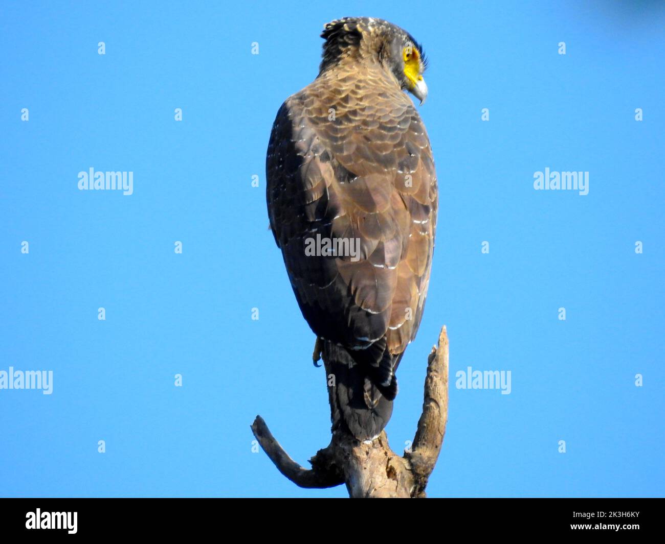 A Crested serpent eagle (Spilornis cheela) sitting on a tree top in the himalayan forest of Uttarakhand , India. Stock Photo