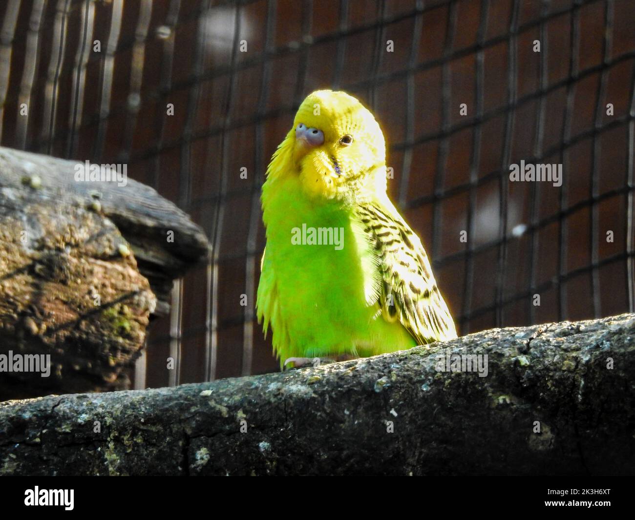 Shell Parakeet Hi Res Stock Photography And Images Alamy