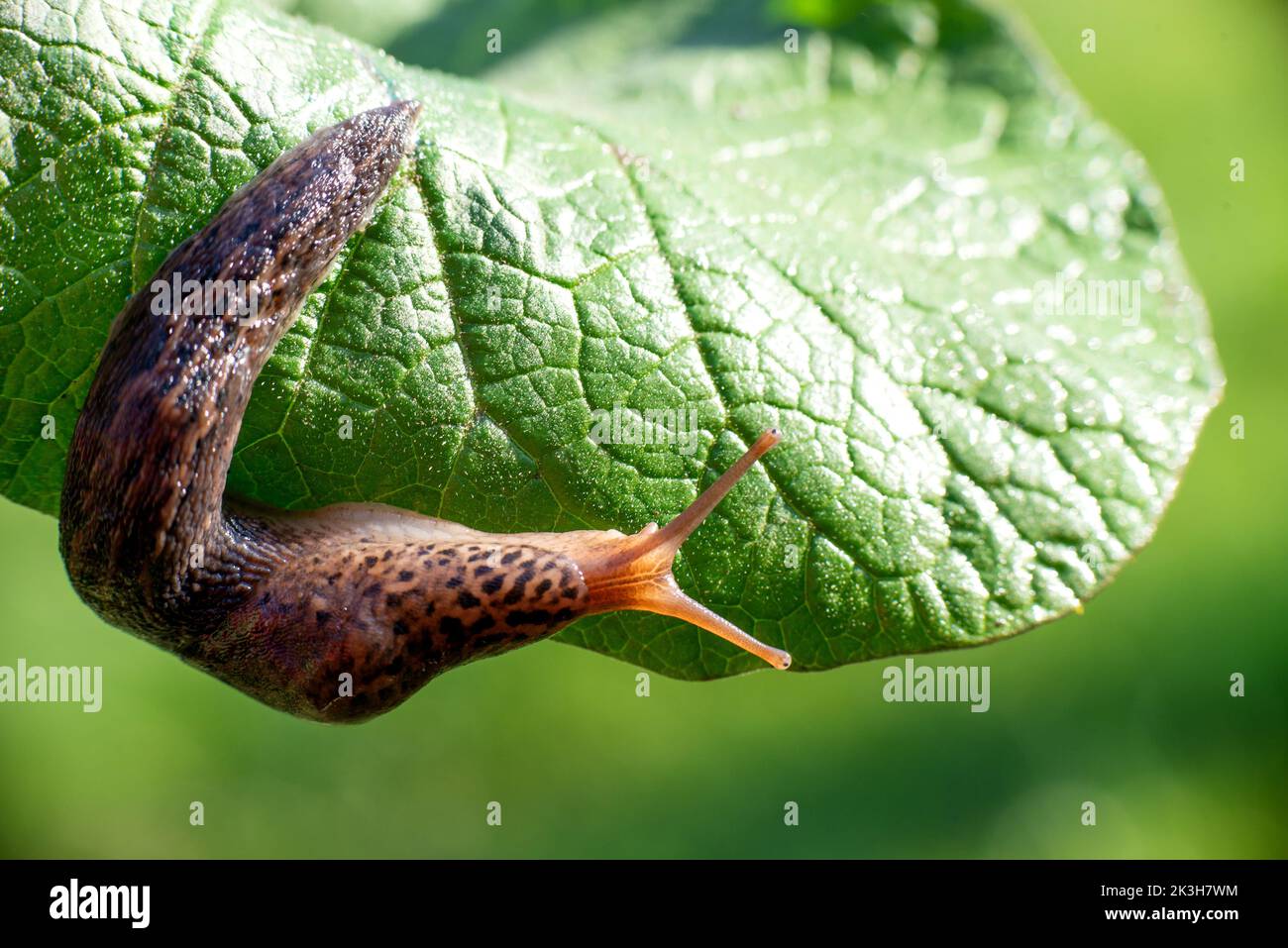 Snail without shell. Leopard slug Limax maximus, family Limacidae, crawls on green leaves. Spring, Ukraine, May. High quality photo Stock Photo