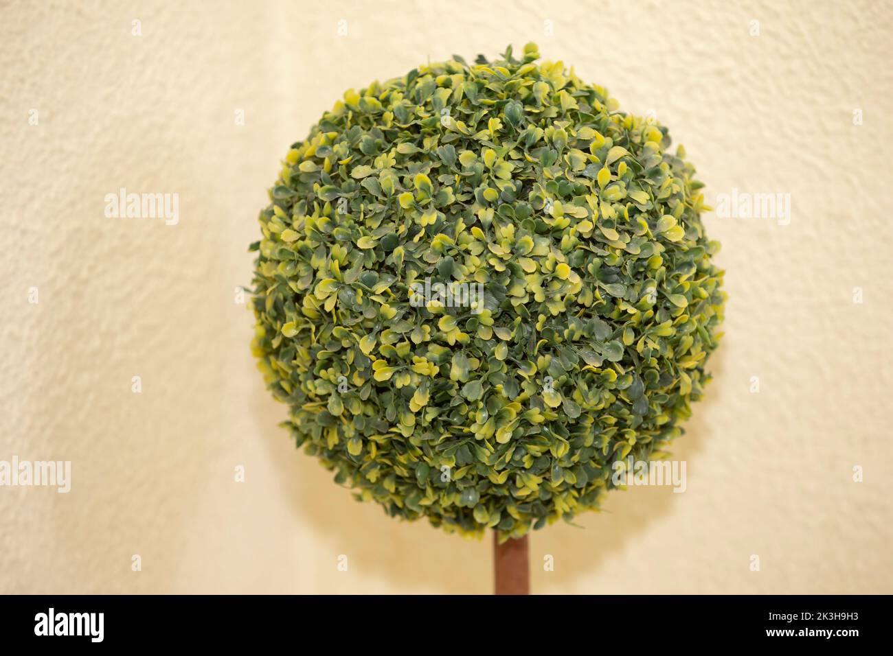 Artificial tree of a round shape on a beige background Stock Photo - Alamy