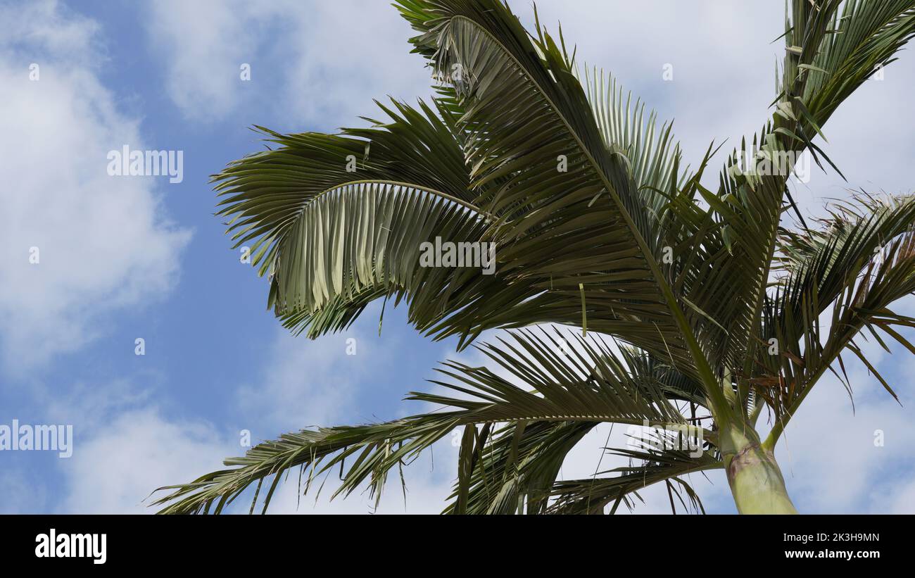 Phoenix dactylifera date or date palm tree Stock Photo