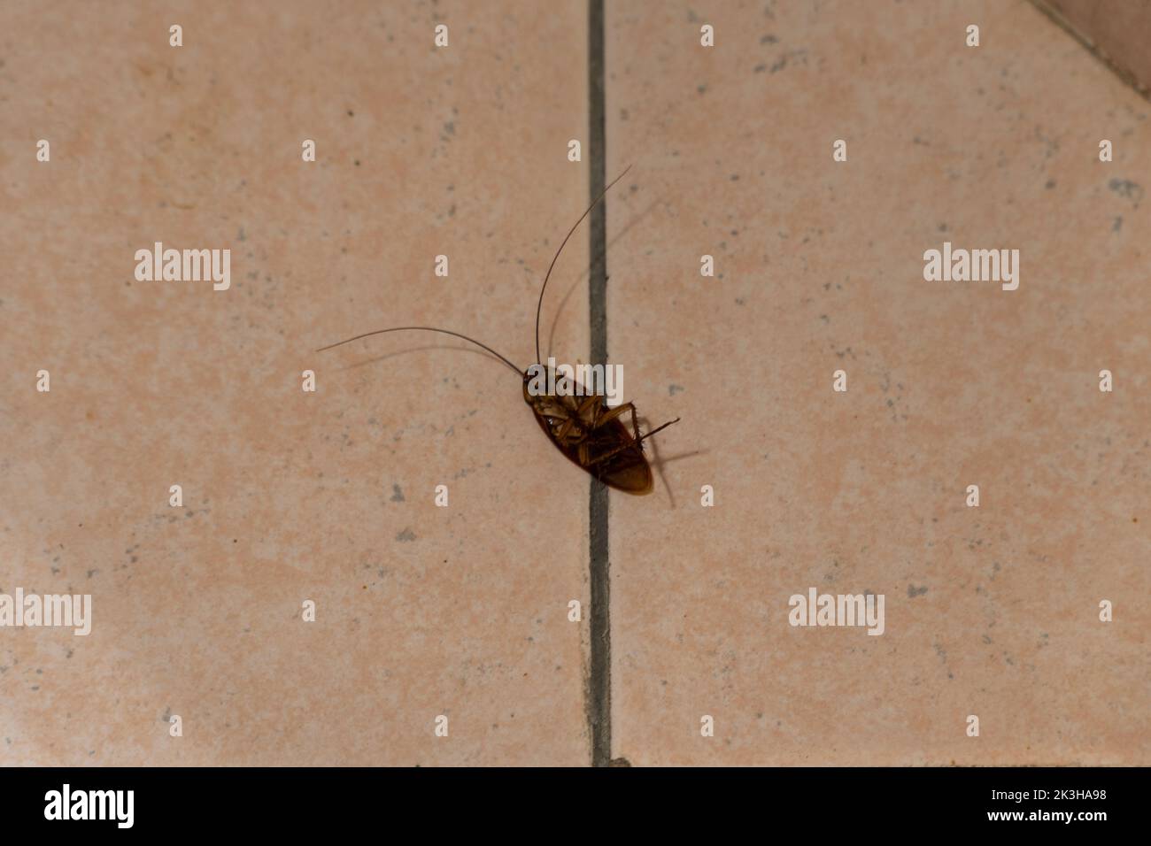 A single Cockroach (Blattella germanica), lying dead on the bathroom floor, killed using a pesticide. Domestic pests. Stock Photo