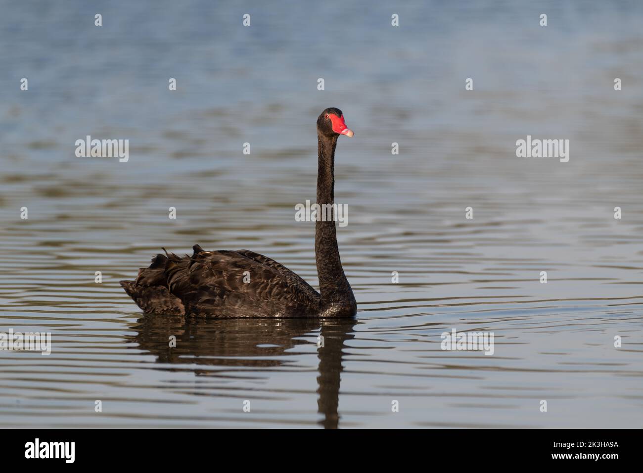 Lone Black Swan (Cygnus atratus) swimming in the waters of the Al Qudra lakes in Dubai, United Arab Emirates. Stock Photo