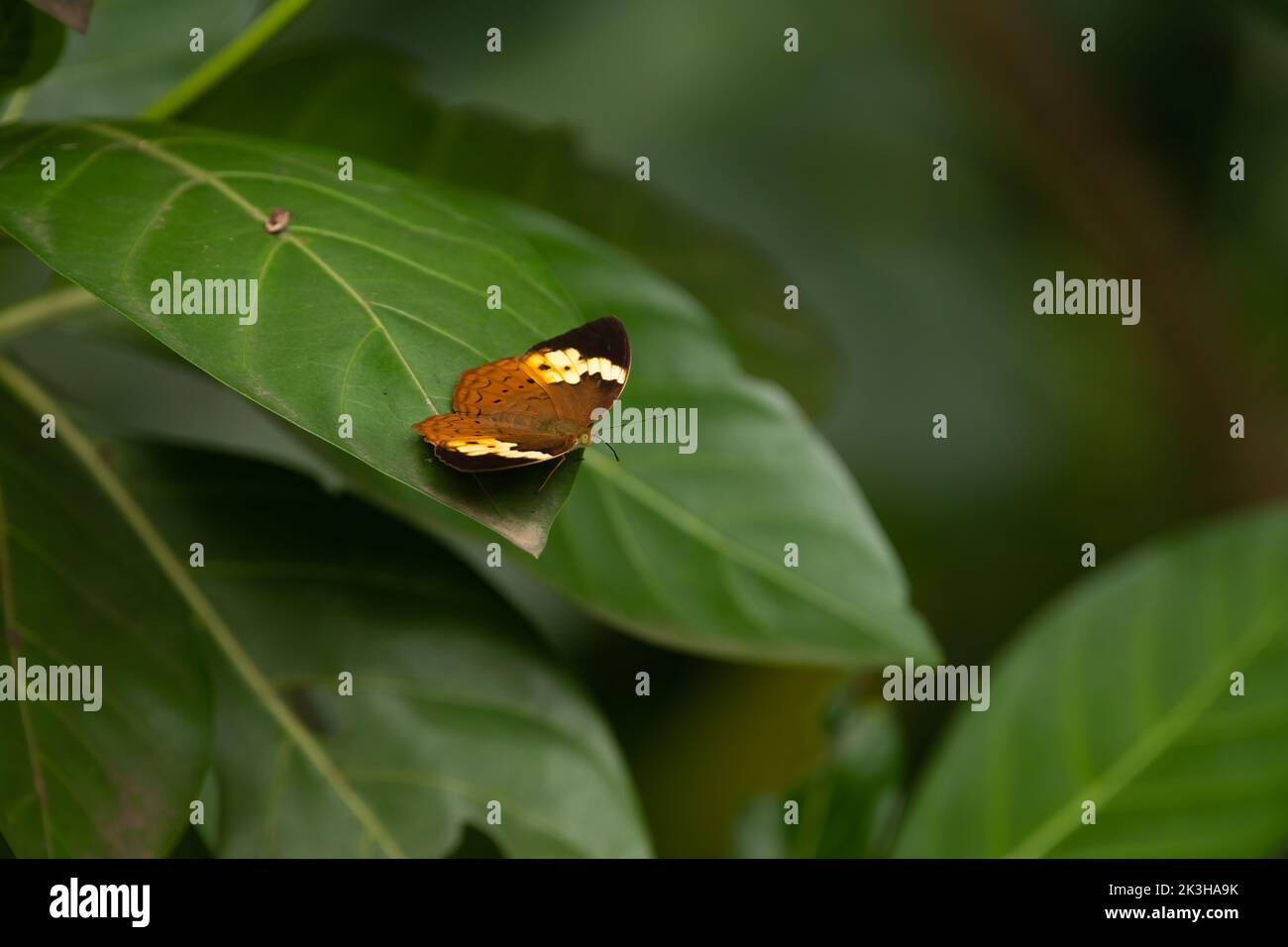 A Rustic (Cupha erymanthis) butterfly resting on a leaf in the garden in Mangalore, India. Brown tropical insect with it's wings spread open. Stock Photo