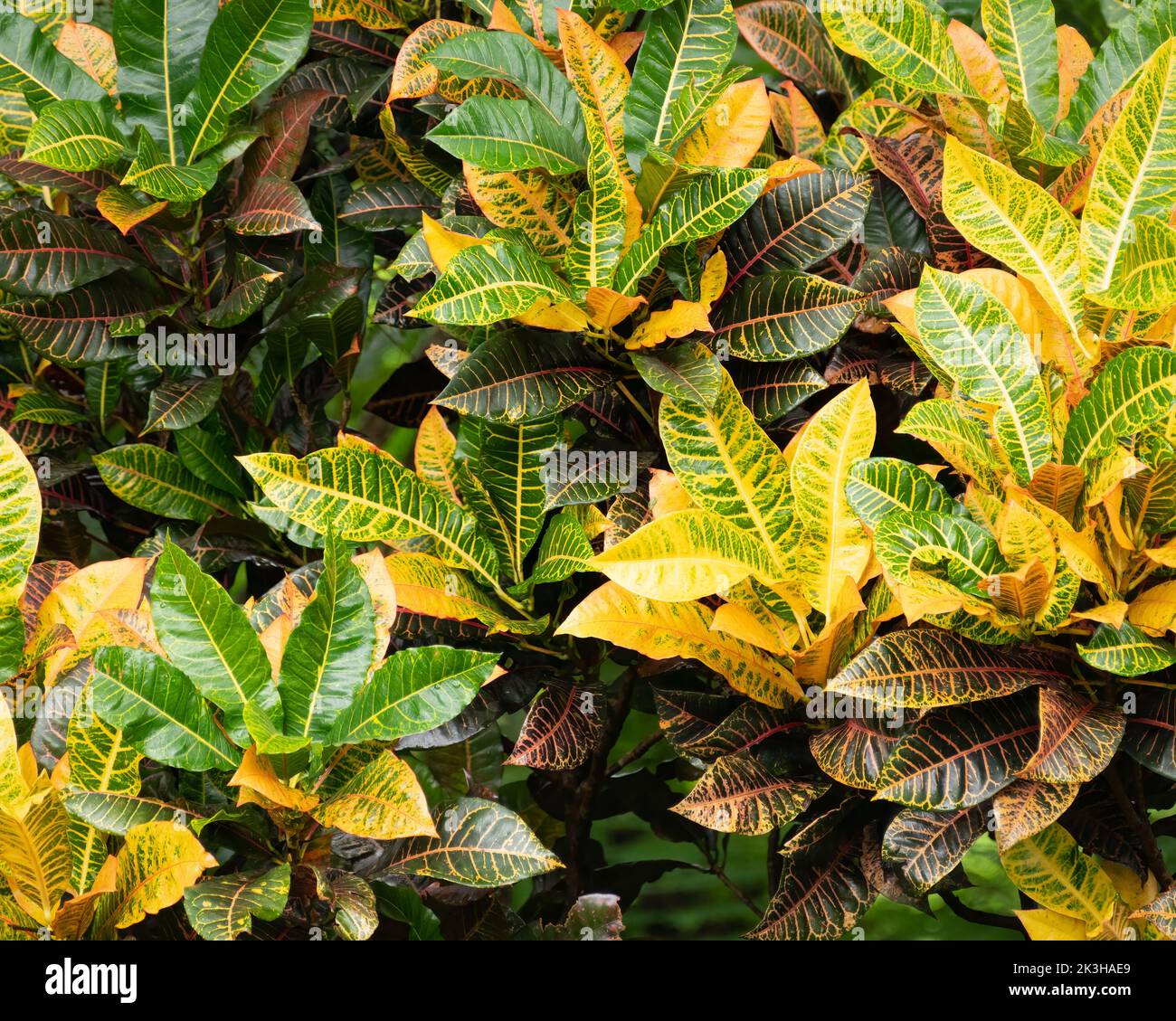 Close-up of a multi-colored Codiaeum variegatum croton plant with large colorful leaves in natural sunlight in the garden. Stock Photo