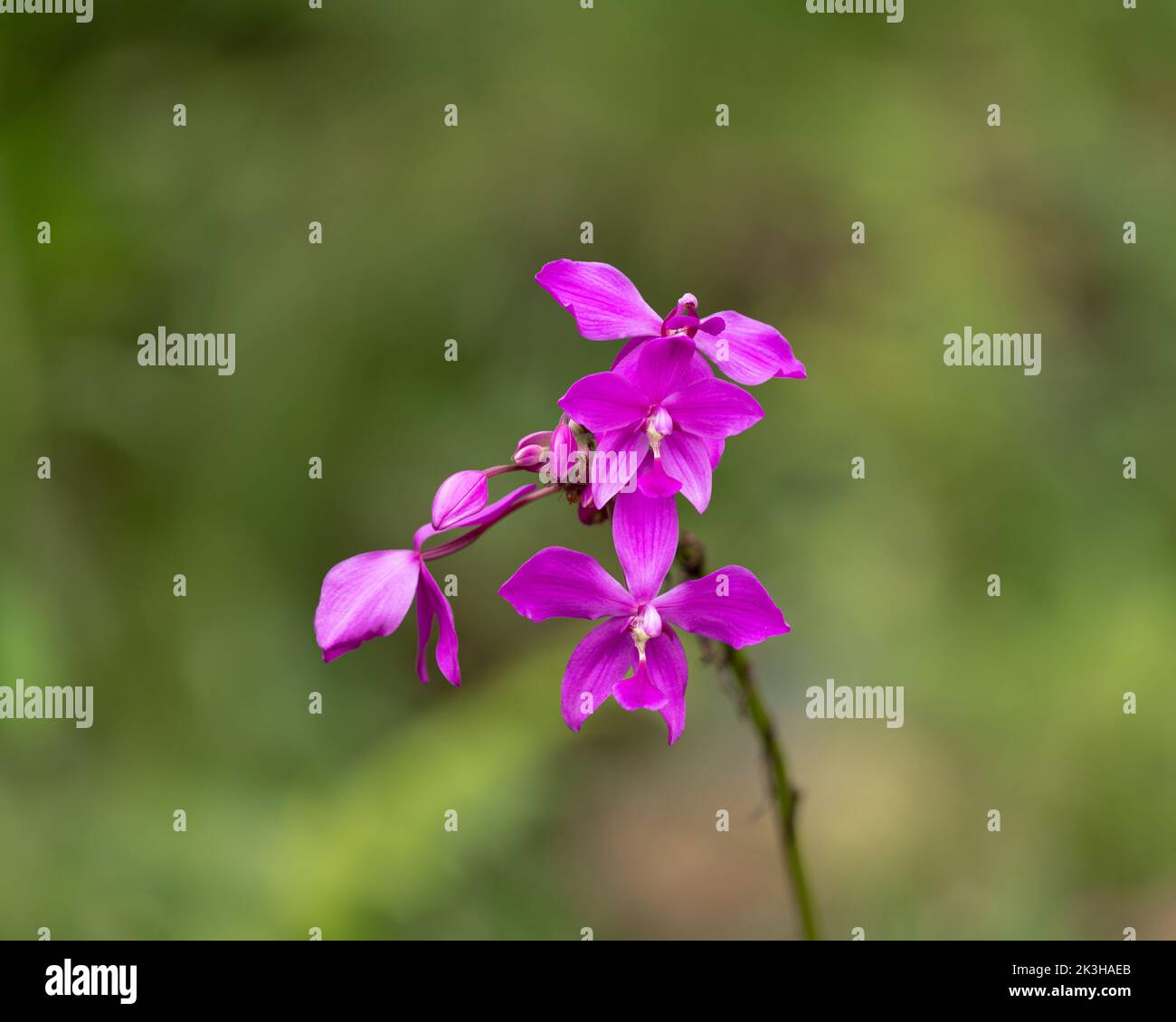 Beautiful bright purple Ground Orchids (Spathoglottis plicata) in the garden in Mangalore, India. Tropical flowers, also called the Philippine ground Stock Photo