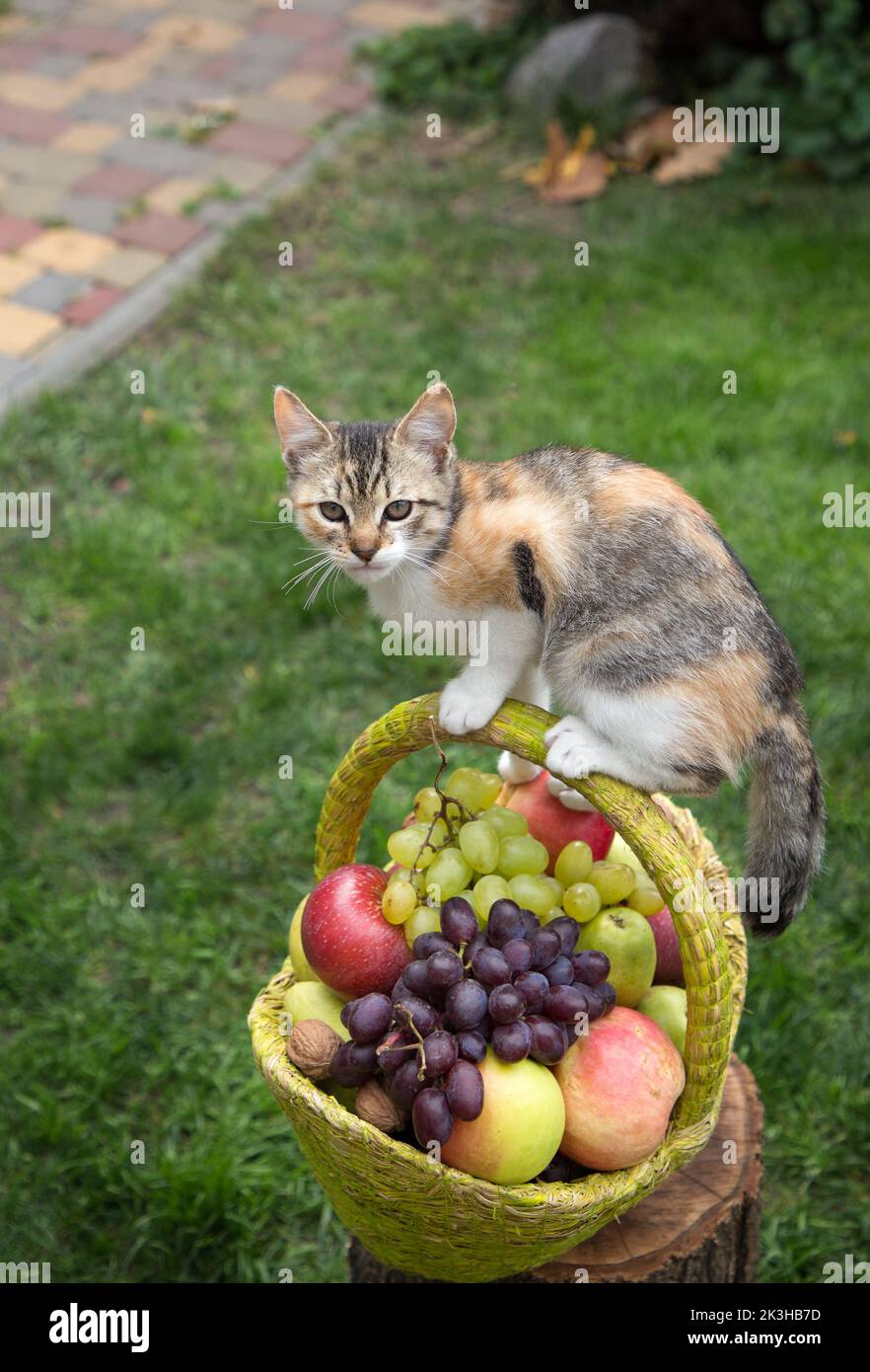 small kitten sits on the handle of a basket full of organic ripe apples, pears and grapes. Little curious pet helper. Vitamin juicy fruit set. Delicio Stock Photo