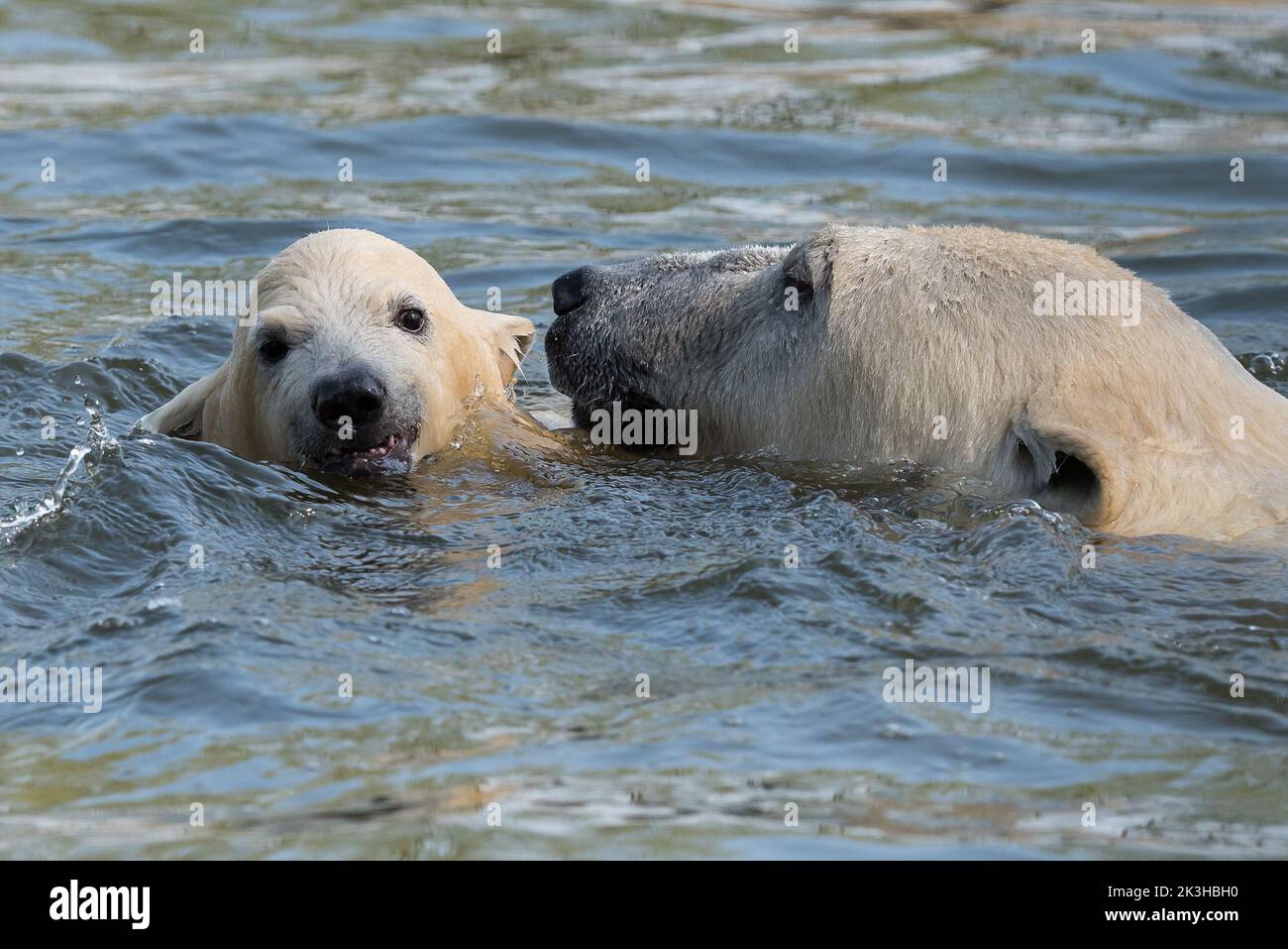 Polar bear with cub swimming in water Stock Photo