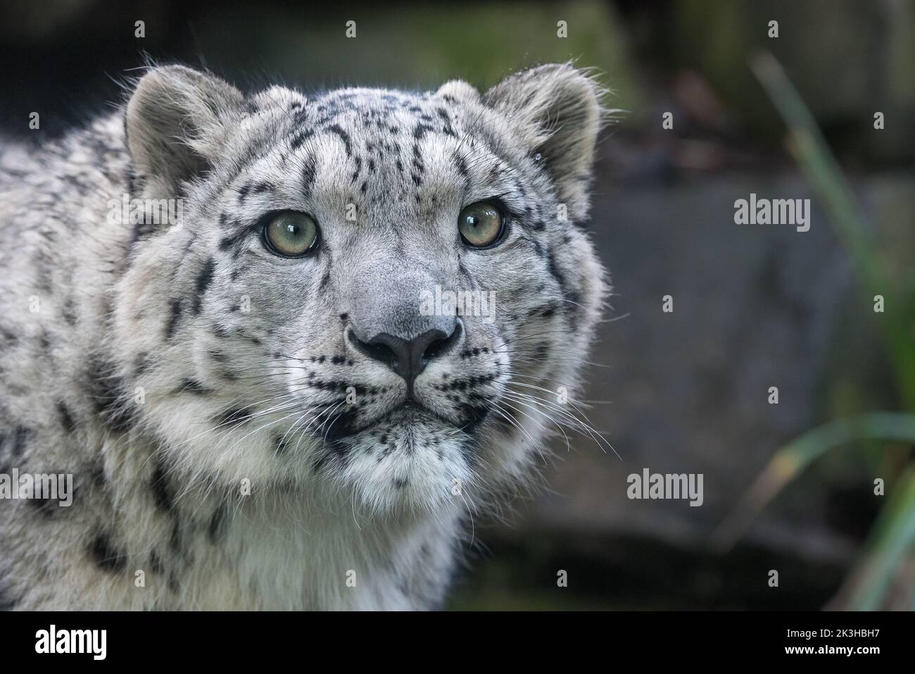 Snow leopard cub Stock Photo