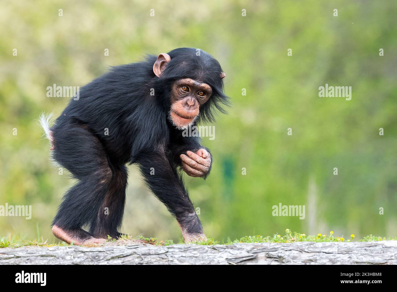Chimpanzee baby Stock Photo