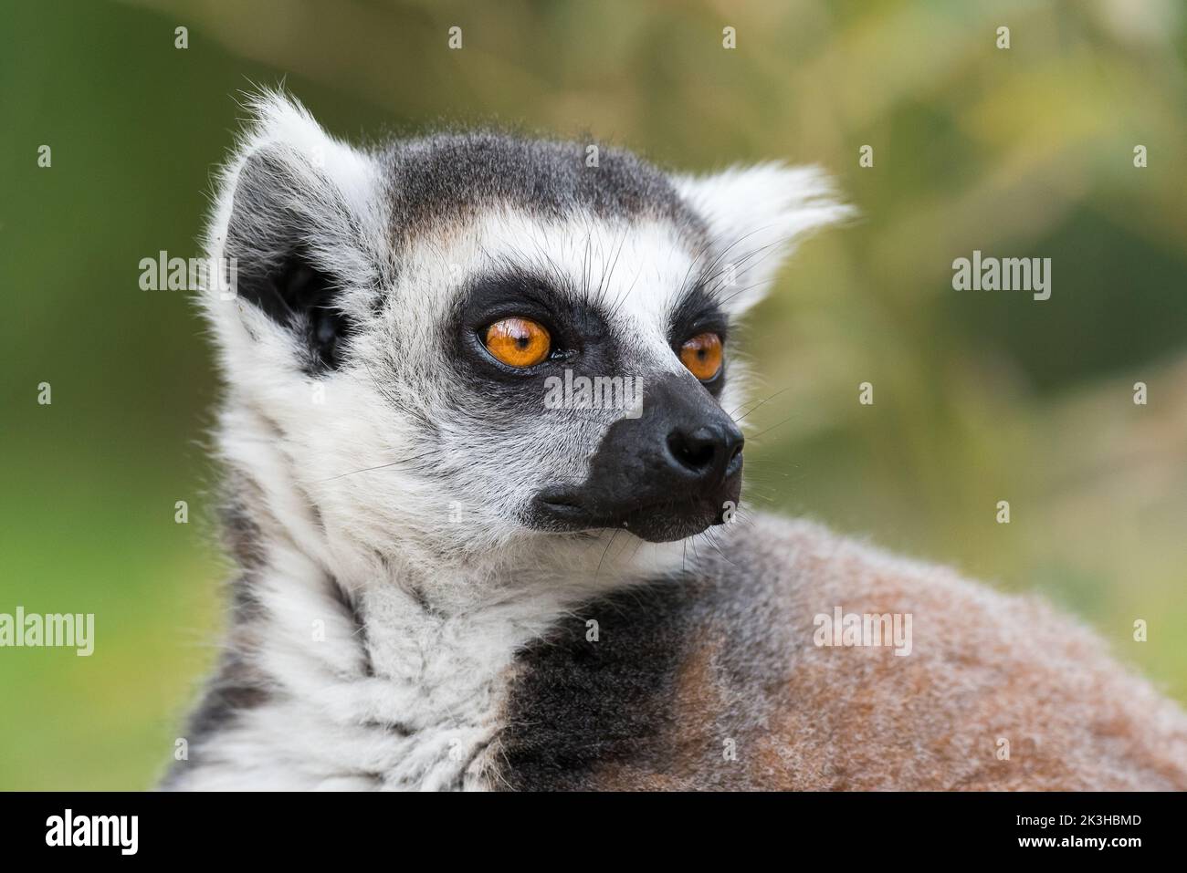 Ring tailed lemur Stock Photo