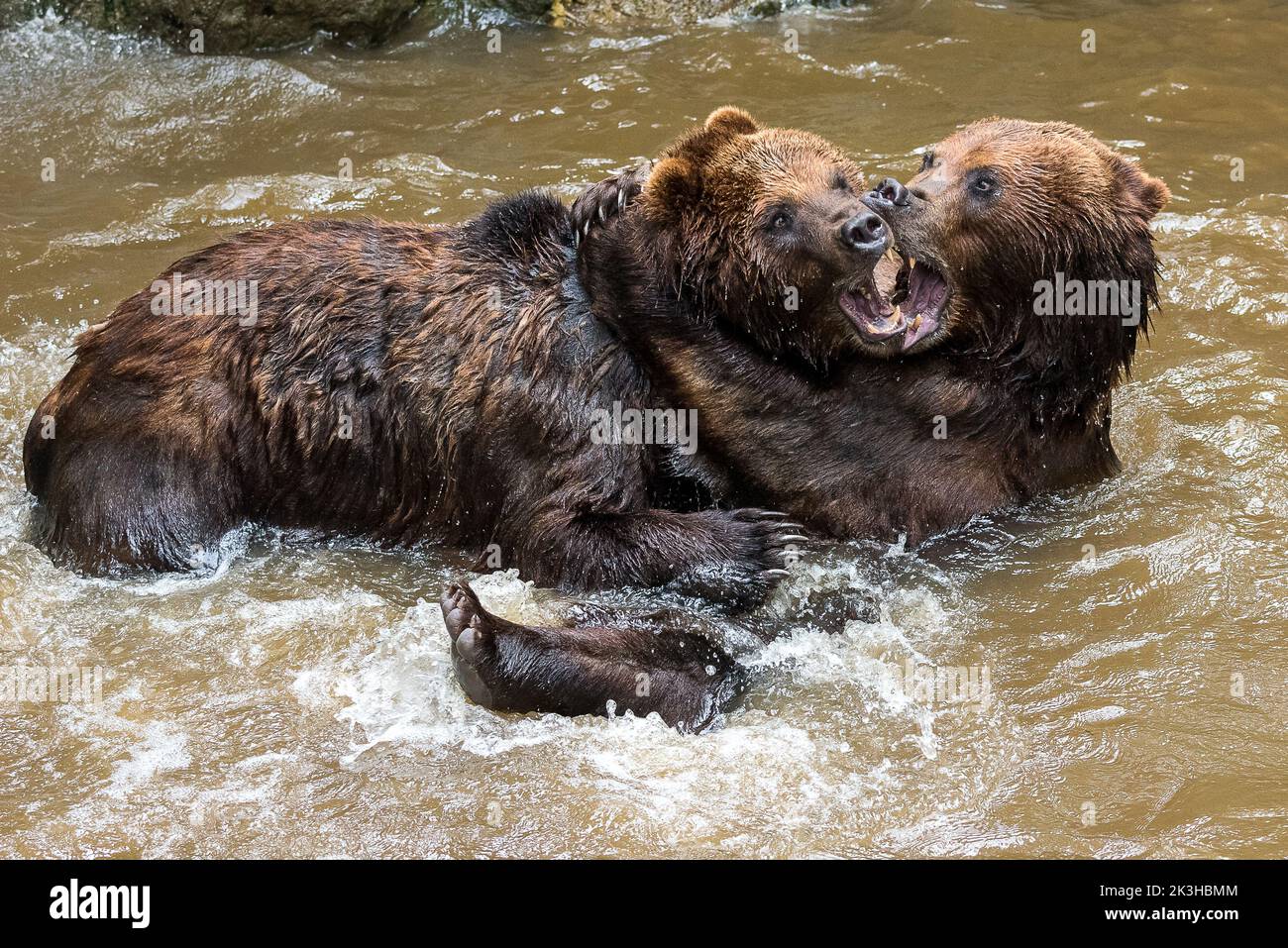 Kamchatka bears fighting in water Stock Photo