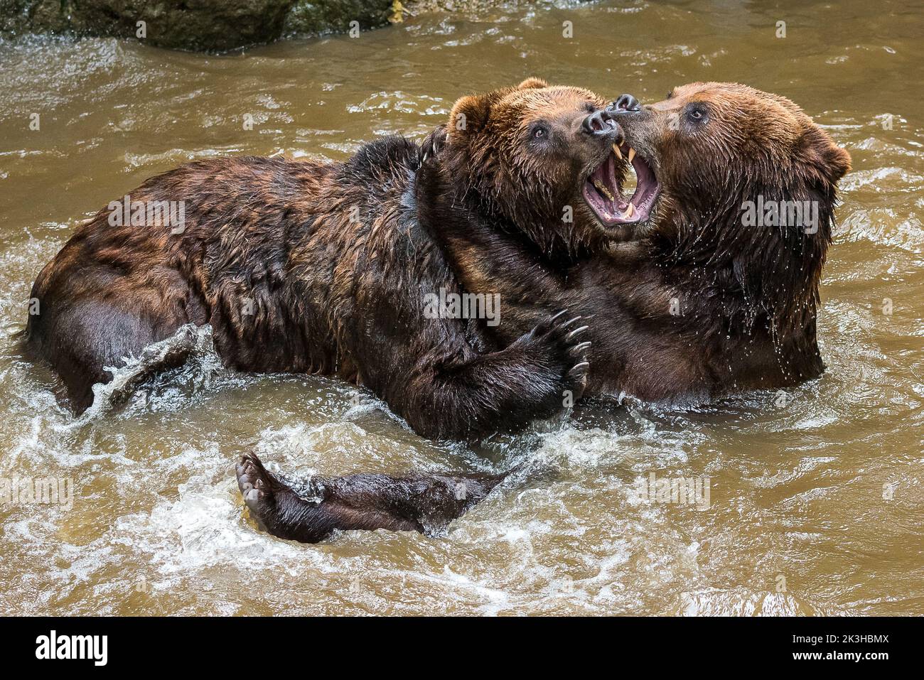 Kamchatka bears fighting in water Stock Photo
