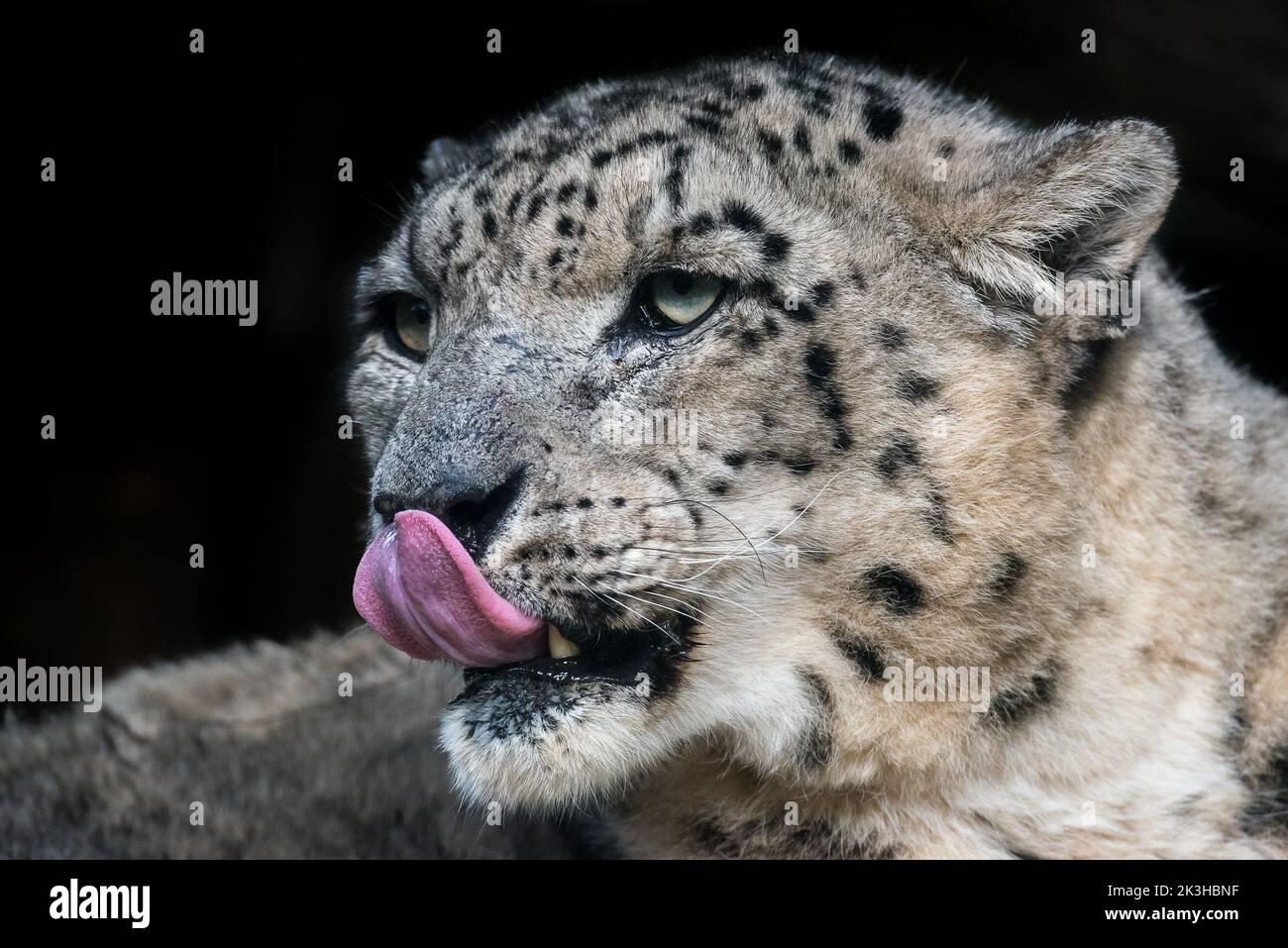 Snow leopard tongue Stock Photo