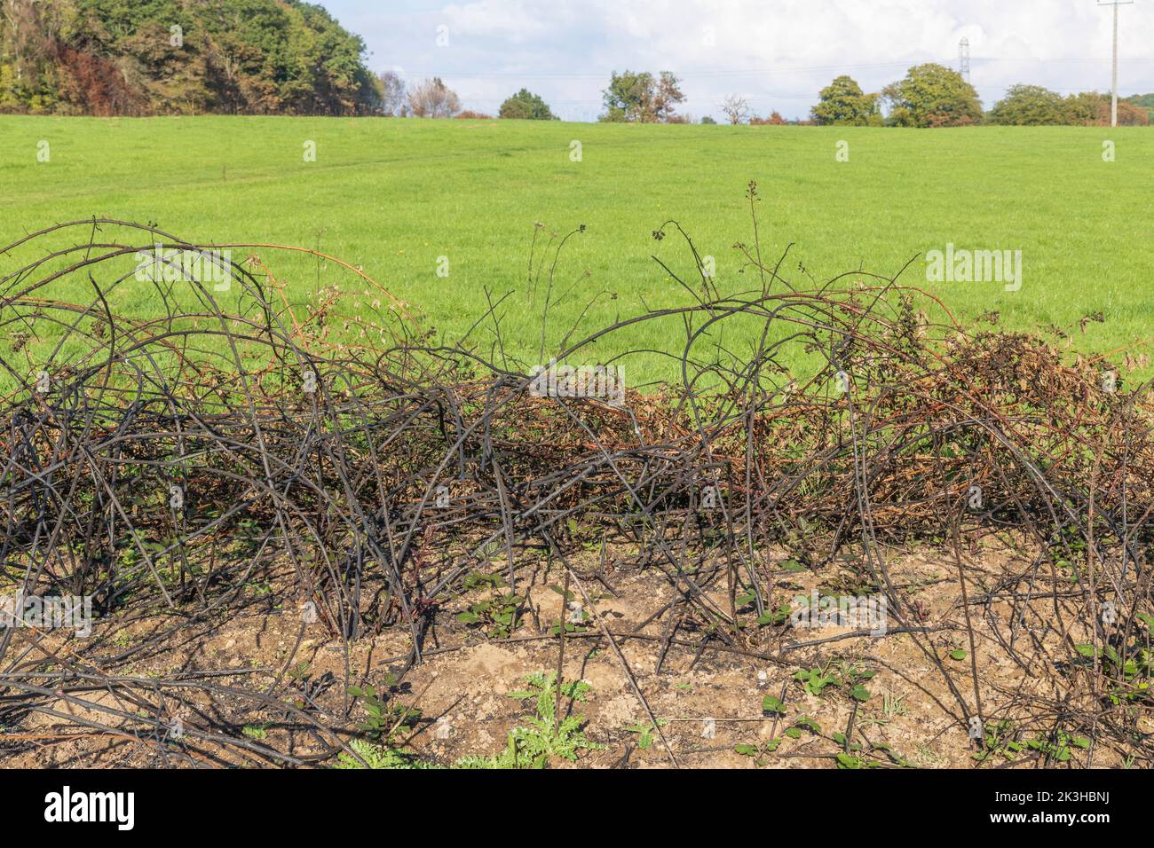 nature grows after fire Stock Photo Alamy