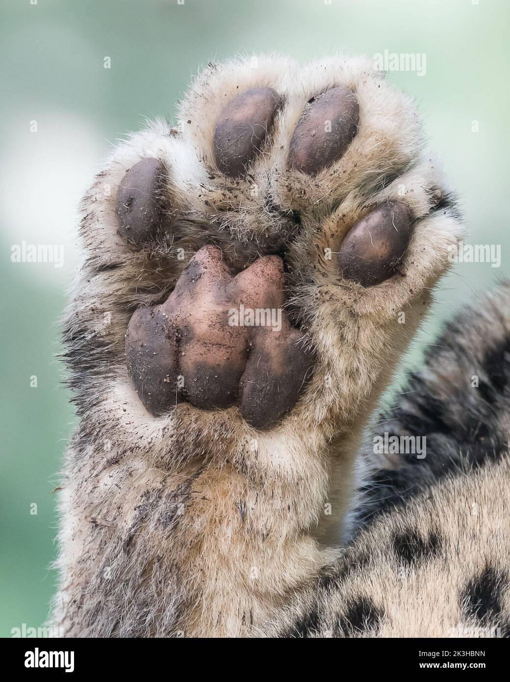 Snow leopard paw Stock Photo