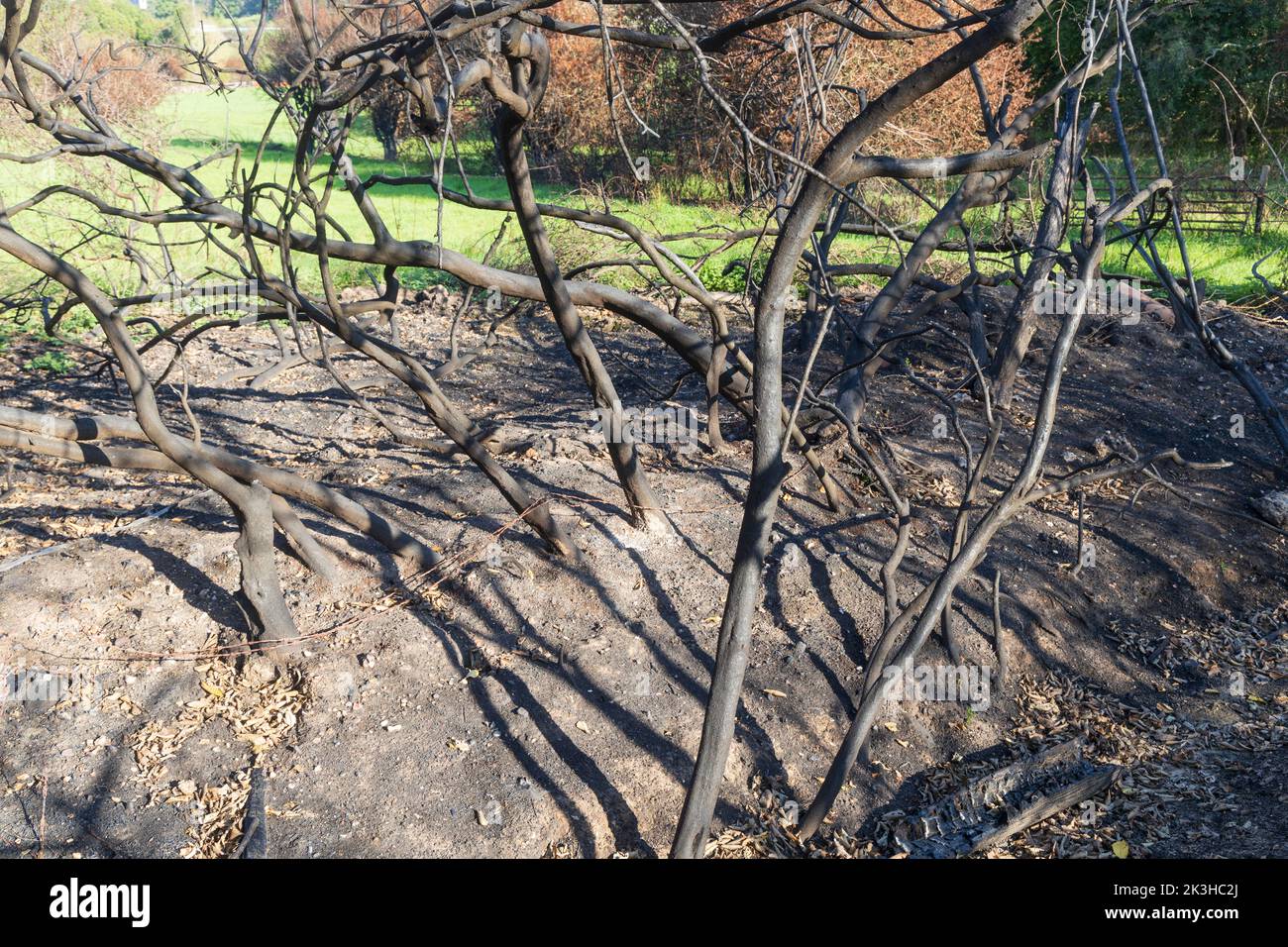 nature grows after fire Stock Photo