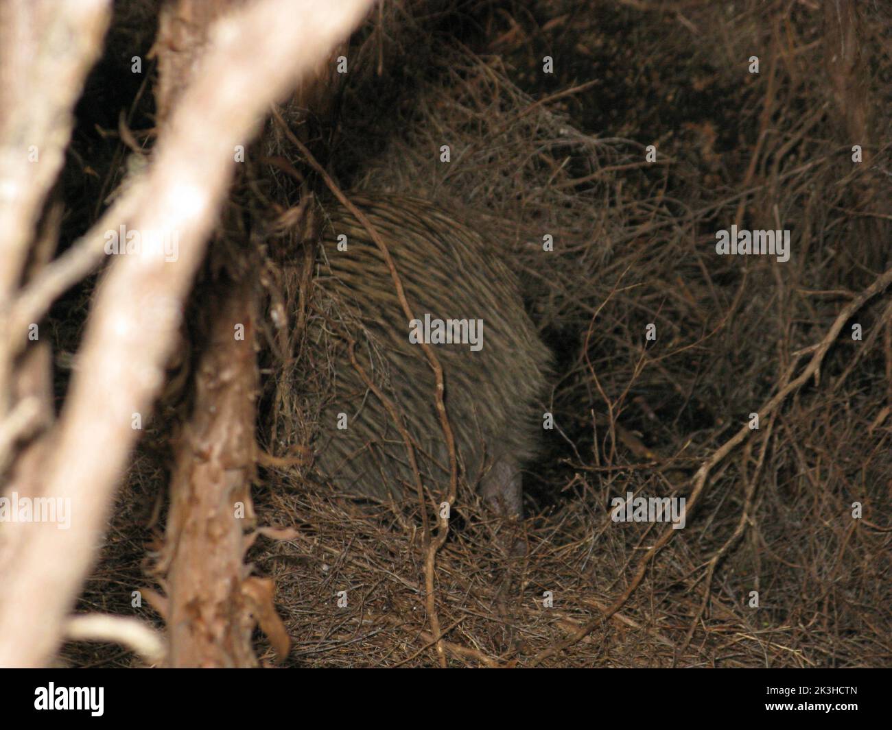 Kiwi bird new zealand stewart island hi-res stock photography and ...